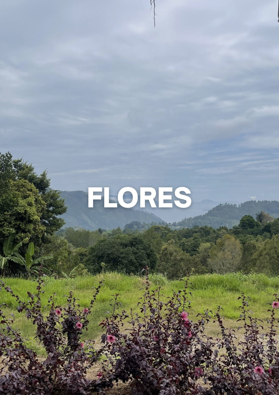 Flores