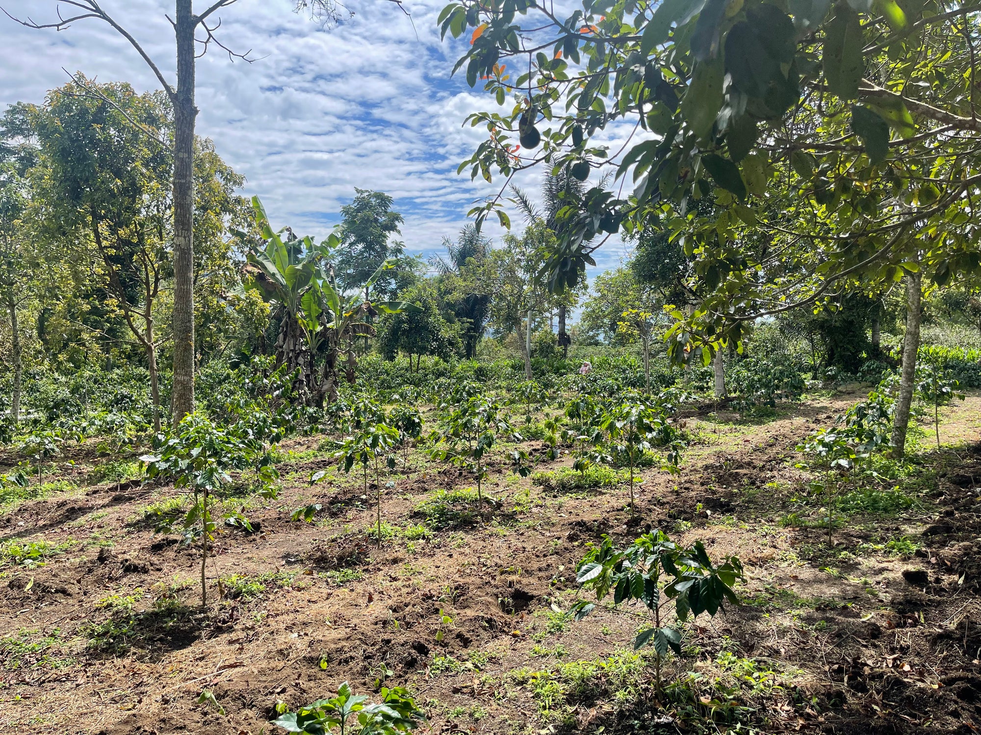 Pflanze einen Kaffeebaum