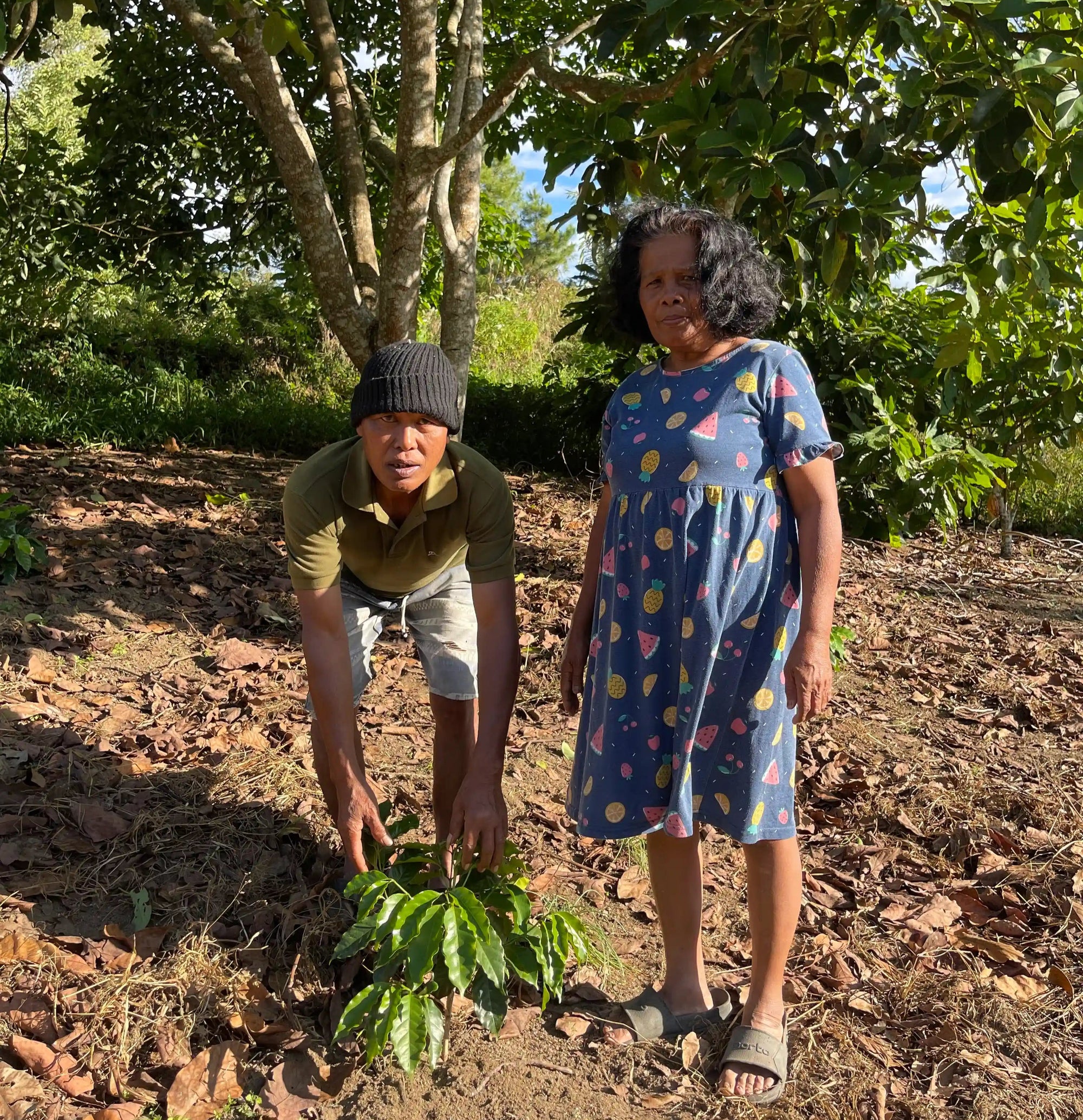 Dein eigener Kaffeebaum in Indonesien