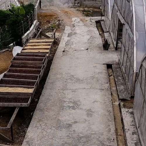 Coco Macan - Espresso