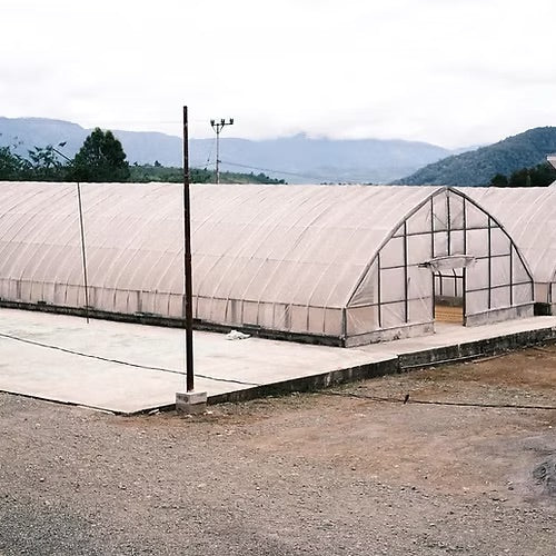 Coco Macan - Espresso